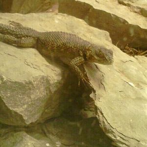 Jun. 2012-Blue Spiny Lizard