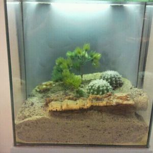 Jun. 2012-Sonoran Desert Centipede exhibit