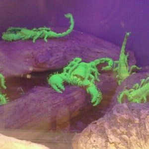 Jun. 2012-Glowing Emperor Scorpions