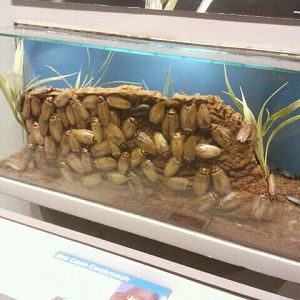 Jun. 2012-Bat Cave Cockroach exhibit