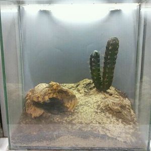 Jun. 2012-Vinegaroon exhibit