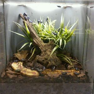 Jun. 2012-Emerald Beetle exhibit