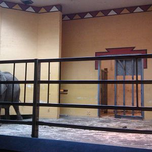 elephant barn first viewing