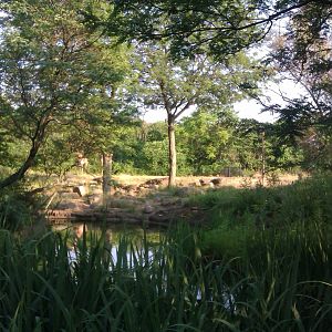 Masai Giraffe Exhibit