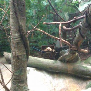 Two-Toed Sloth in basket