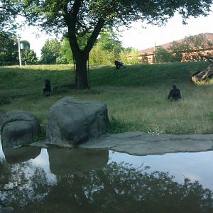 Gorilla Exhibit