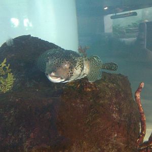 Pufferfish now in the seadragon tank