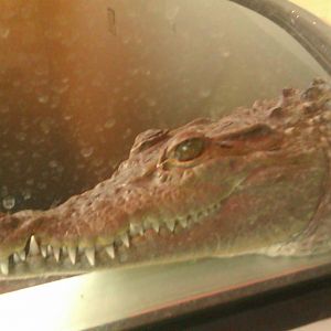 Philippine Crocodile's Head Shot