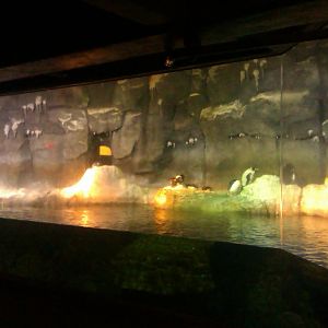 Penguin Exhibit in PPG Aquarium