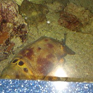 ridged Slipper Lobster