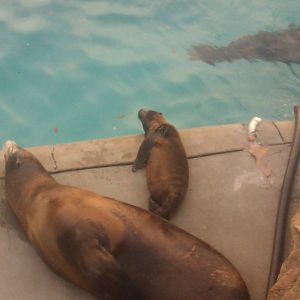 California Sea Lion Pup with Mom