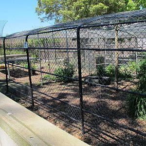 Lion Cage - Franklin Zoo