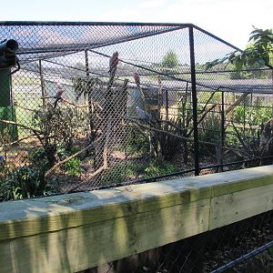 Cockatoo Aviary - Franklin Zoo