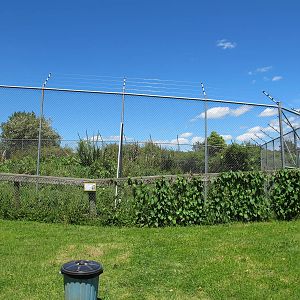 Lion Enclosure - Franklin Zoo