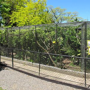 Tamarin Enclosure - Franklin Zoo