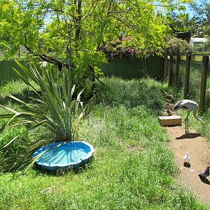 Brolga & Wallaby Exhibit - Franklin Zoo