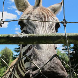 Zebra - Franklin Zoo