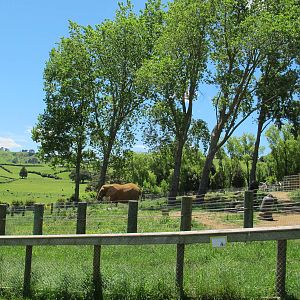 Elephant Paddock - Franklin Zoo
