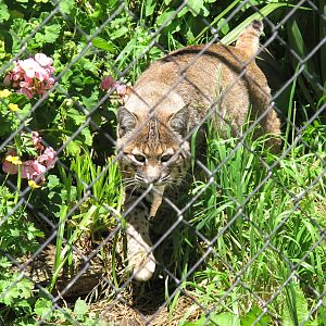 Bobcat - Franklin Zoo