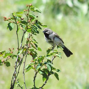 Black-throated Sparrow
