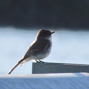 Eastern Phoebe