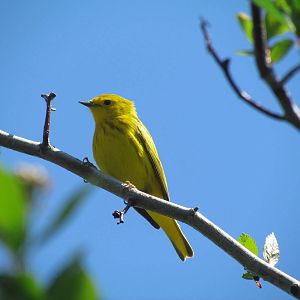 Yellow Warbler