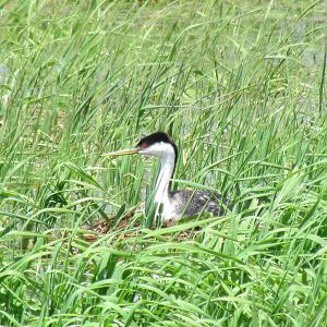 Western Grebe on nest