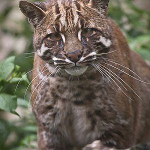 Asian Golden Cat - 15/06/2012