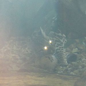 NWTB- Alya With Enrichment