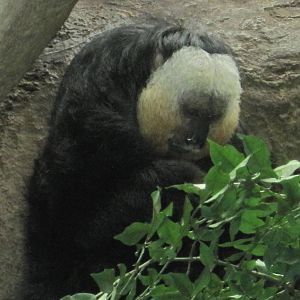 NWTB- Saki Enrichment