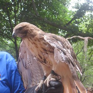 Red-Tailed Hawk