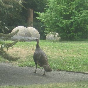 Wild Turkey