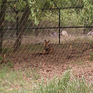 Hoofstock- Maned Wolf