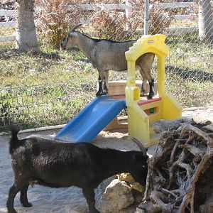 Shell Factory and Nature Park- Goats