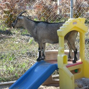 Shell Factory and Nature Park- Goat