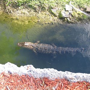 Shell Factory and Nature Park- Gator Slough