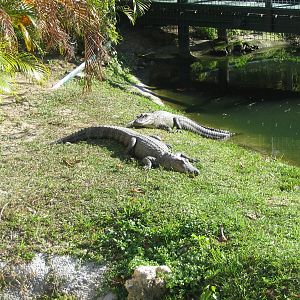 Shell Factory and Nature Park- Gator Slough