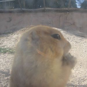 Shell Factory and Nature Park- Prairie Dog