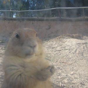 Shell Factory and Nature Park- Prairie Dog
