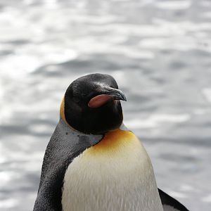 King Penguin