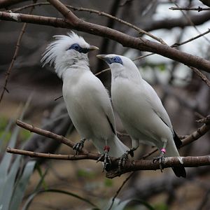 Bali Starlings