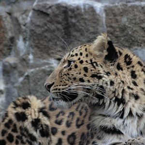 Amur Leopard
