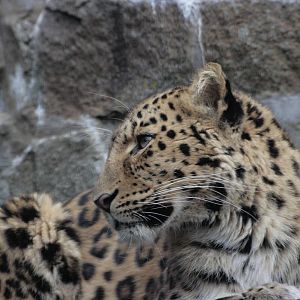 Amur Leopard
