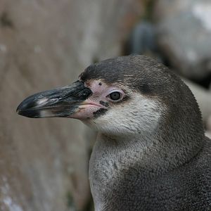 Juvenile Humboldt Penguin