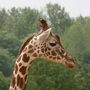 Reticulated Giraffe
