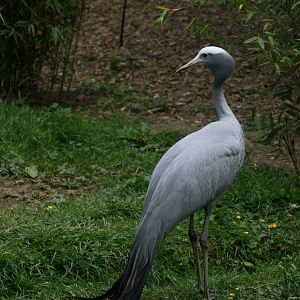 Blue Crane