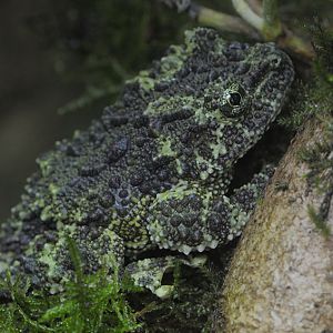 Vietnamese mossy frog