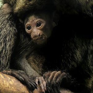 White faced saki infant