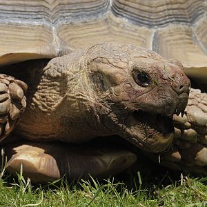 Marginated tortoise mating