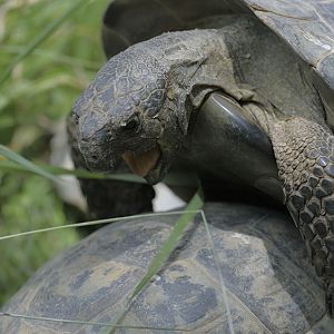 Marginated tortoise mating